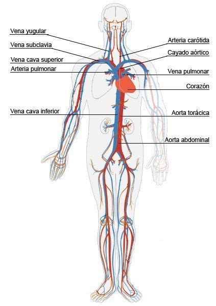 Resultado de imagen para maqueta sistema circulatorio para colorear ...