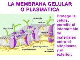 Resultado de imagen para membrana plasmatica y sus partes ...
