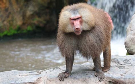 Resultado de imagen para monos | Moños, Omnivoros
