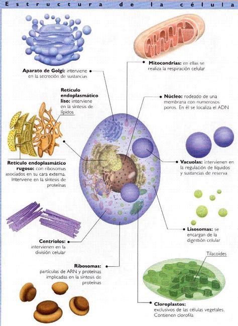 Resultado de imagen para orgánulos celulares | Fisiología ...