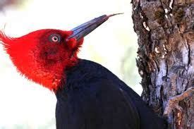 Resultado de imagen para pájaro carpintero chileno | Aves ...