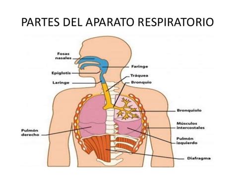 Resultado de imagen para partes del aparato respiratorio | Partes del ...