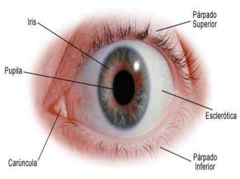 Resultado de imagen para partes del ojo humano | Eye sight ...