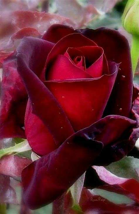 Resultado de imagen para rosas unicas en el mundo | Beautiful rose ...