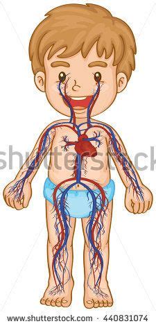 Resultado de imagen para sistema circulatorio para niños ...