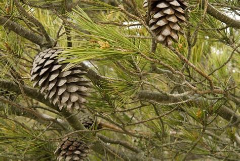 Resultado de imaxes para Pinus pinea