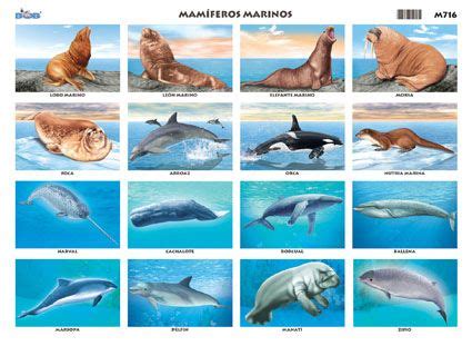 Resultat d imatges de mamiferos marinos | ANIMALES GUAYS ...