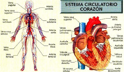 resumen de las funciones del sistema circulatorio