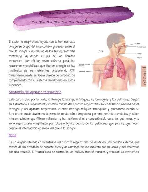 Resumen del sistema respiratorio   Anatomía y Fisiología 02   StuDocu
