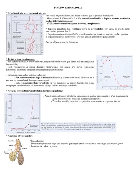 Resumen Respiratorio  Fisiologia  | PDF | Hemoglobina | Sistema ...