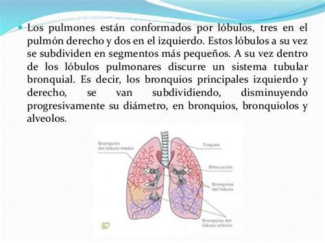 Resumen Sistema respiratorio