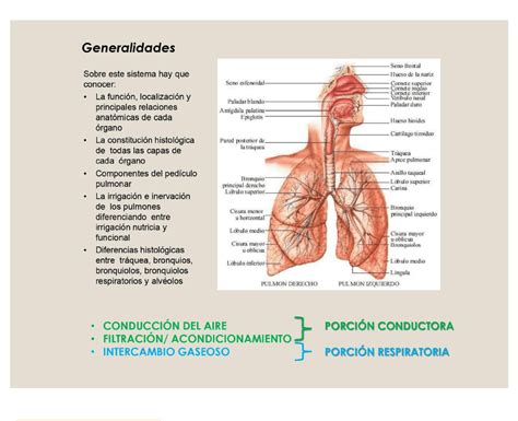 Resumen: Sistema respiratorio resumen | Biologia Cel. Histo. Y ...