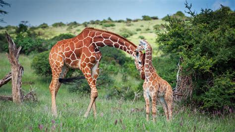 Reticulated Giraffe – Bing Wallpaper Download