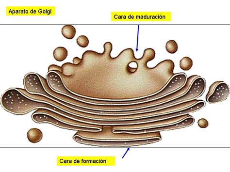 Reticulo Endoplasmatico y Aparato de Golgi | NOTAS Y ...