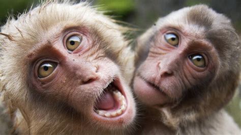 RETO: Intenta no morir de risa y ternura con estos monos tan graciosos ...
