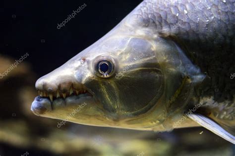 Retrato de peces carnívoros tropicales — Foto de stock ...