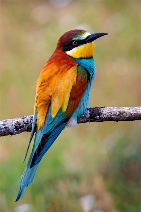 Retrato de un pájaro colorido | Foto Premium