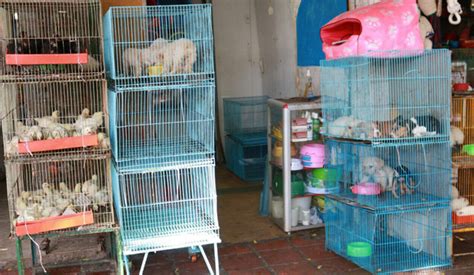 Revisión a las tiendas de venta de mascotas en Cúcuta