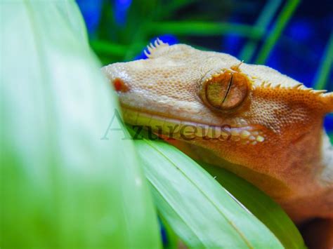 Rhacodactylus ciliatus, el gecko crestado   Azureus