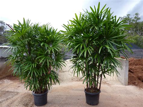 Rhaphis Palm   Outside Kitchen Window | Small tropical ...