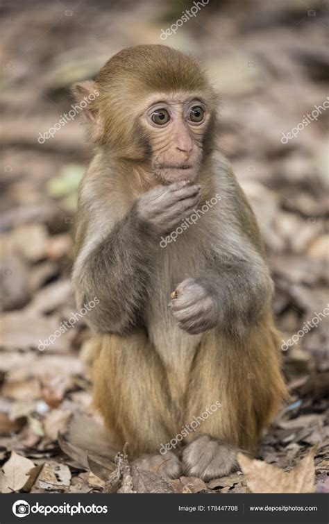 Rhesus Macaque la especie más conocida de monos del Viejo Mundo — Fotos ...