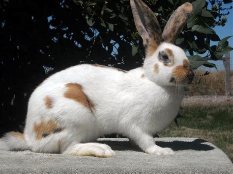 ~ Rhinelander rabbit ~ SO BIG SO BEAUTIFUL. | CAROL S ...