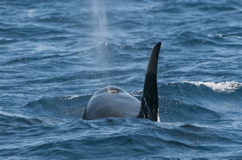Ricardo Peralta. Fotógrafo de Naturaleza: Orca  Orcinus ...