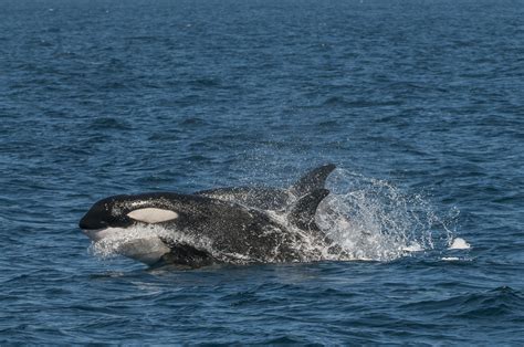 Ricardo Peralta. Fotógrafo de Naturaleza: Orca  Orcinus ...