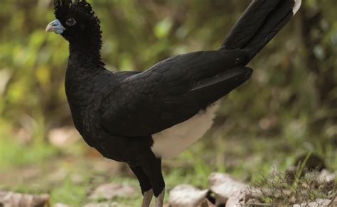 Riesgo de extinción para 72 aves colombianas | El Nuevo Siglo