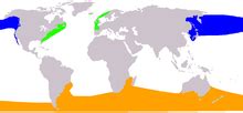 Right whale   Wikipedia