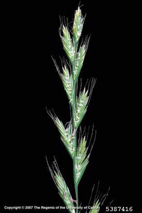 rigid ryegrass, Lolium rigidum  Cyperales: Poaceae    5387416