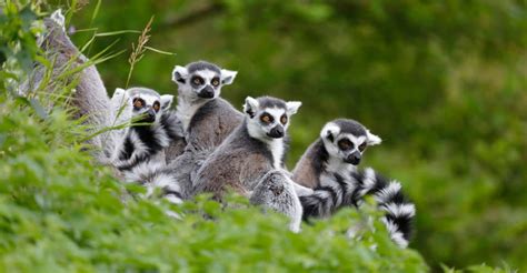Ring tailed lemur, Ranomafana, Madagascar | Animales, Mascotas, Revistas