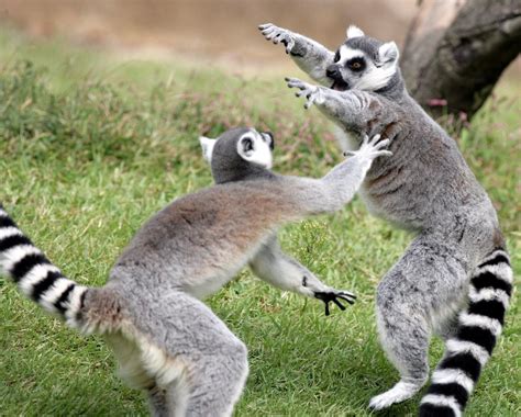 Ring tailed lemur | ring tailed lemur@everland.korea | IN ...