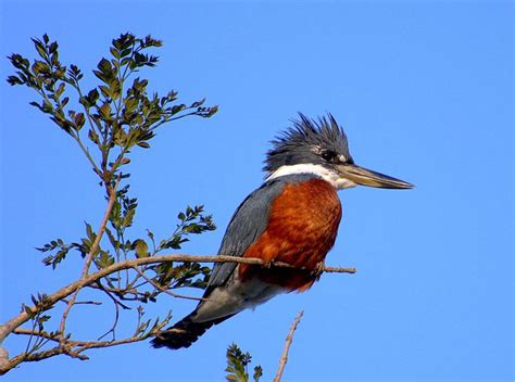 Ringed kingfisher   Wikipedia | Kingfisher, Pet birds ...