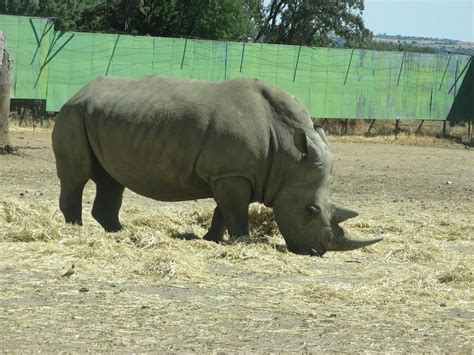 rinoceronte Safari Madrid   Actividades y Planes para ...