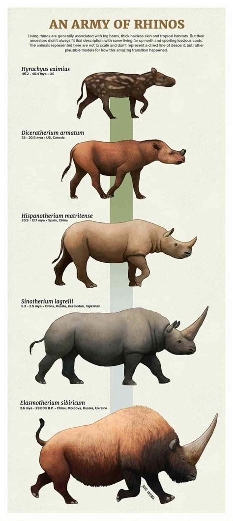 Rinoceróntidos | Prehistoric animals, Ancient animals ...