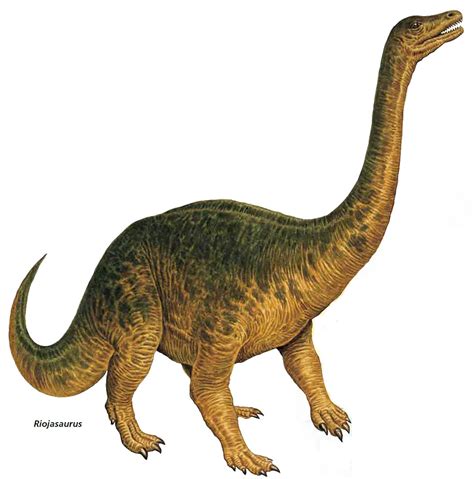 Riojasaurus 2   Herbivore Dinosaurs