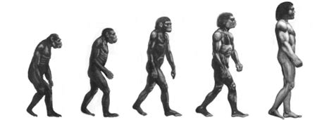 RiSiNg SuN : Evolución humana