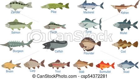 River fish identification slate with names. realistic ...