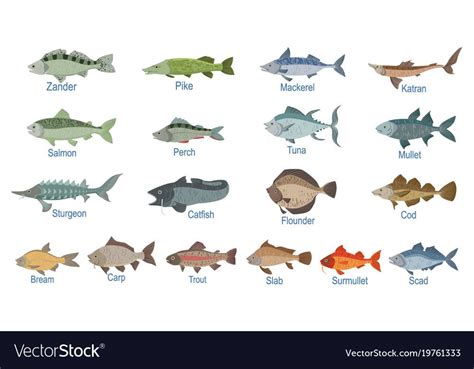 River fish identification slate with names Vector Image ...