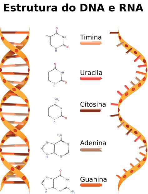 RNA   ácido ribonucléico   Citologia   InfoEscola