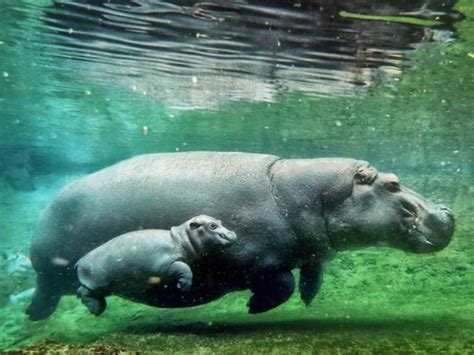 Road Trip Adventures: 5 of the Best Zoos to Visit ...