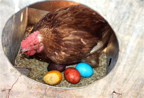 Roban 200 gallinas que ponen huevos de colores   Radio Rumba Network