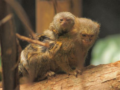 Robaron 4 monos tití del zoológico de Medellín   360 Radio