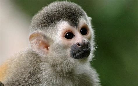 Robaron un mono titi del ex zoológico de La Plata   SOL 91.5