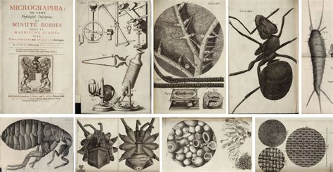 Robert Hooke: biografía y resumen de sus aportes a la ciencia