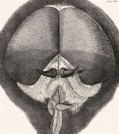 Robert Hooke  Micrographia  1665 Head of a fly   http ...