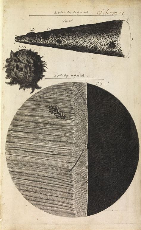Robert Hooke, Micrographia, 1665. | Robert hooke, Prints, Art