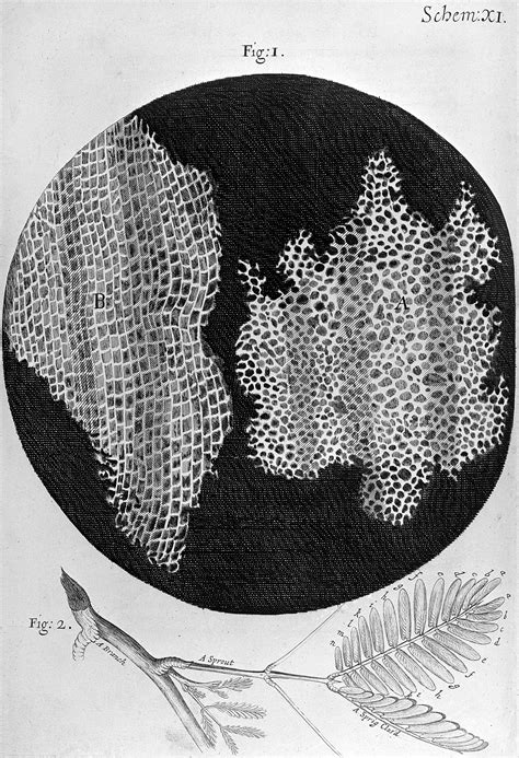 Robert Hooke, Micrographia, cork. | Wellcome Collection