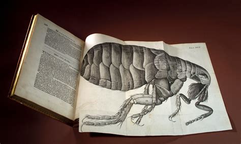 Robert Hooke, Micrographia, flea | Wellcome Collection